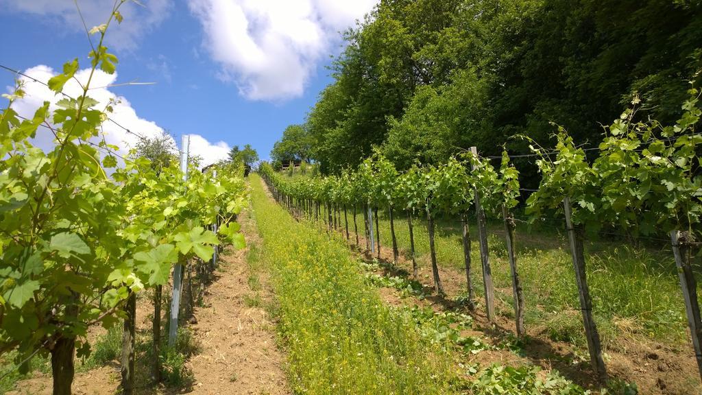 Appartamento Traubengarten Winkler Niederhollabrunn Esterno foto