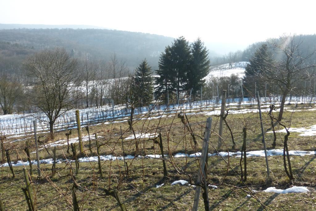 Appartamento Traubengarten Winkler Niederhollabrunn Esterno foto